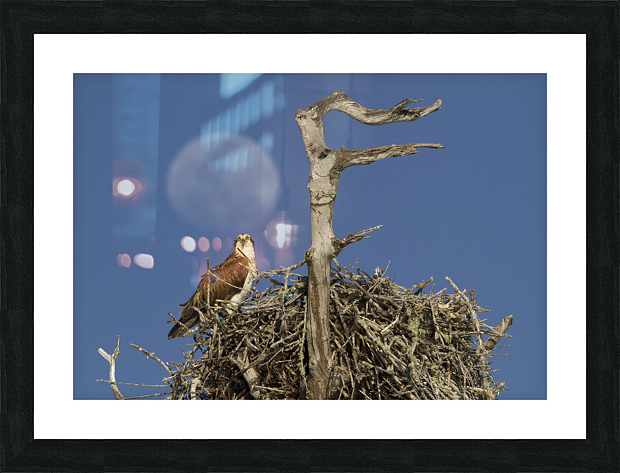 Nesting osprey Picture Frame print