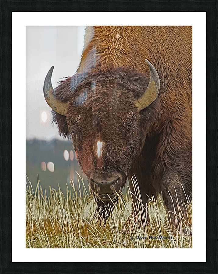 Bull bison Picture Frame print