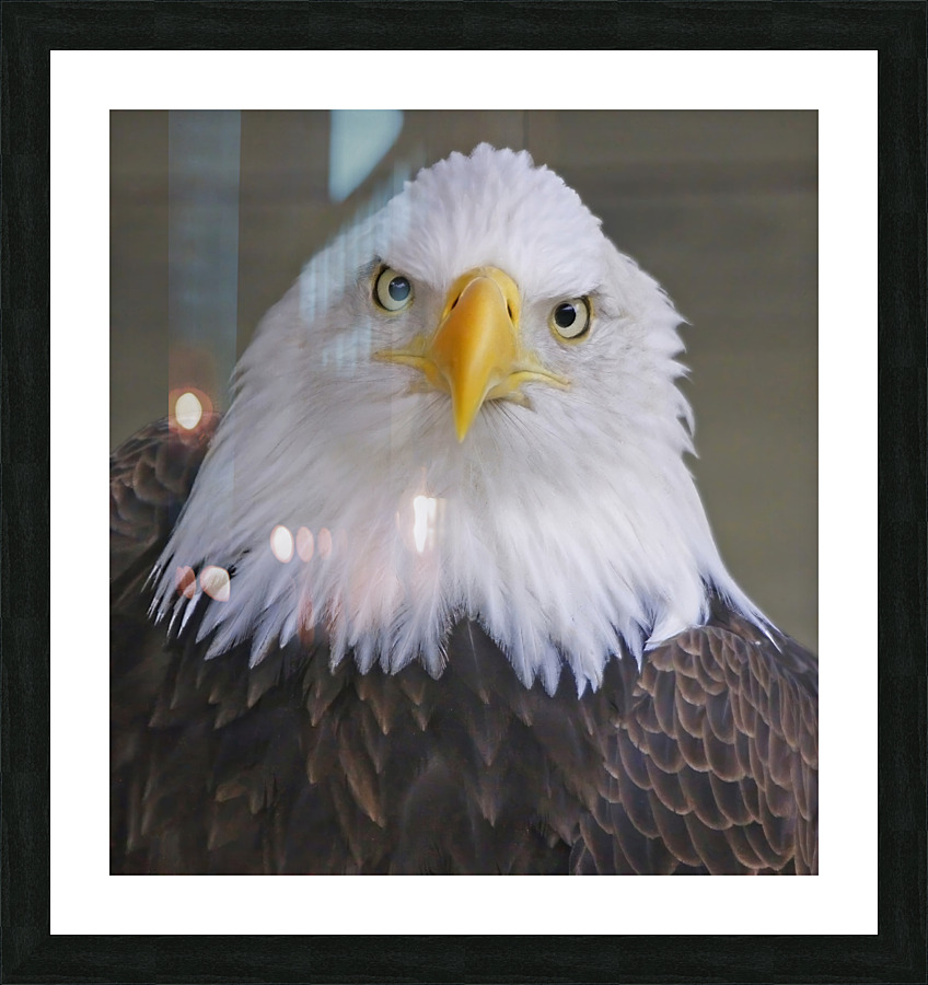 Bald eagle  Picture Frame print