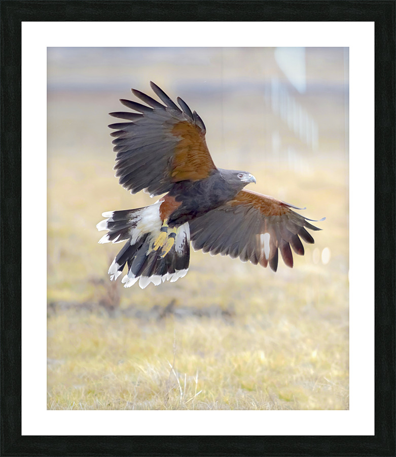 Harris hawk on the wing  Framed Print Print