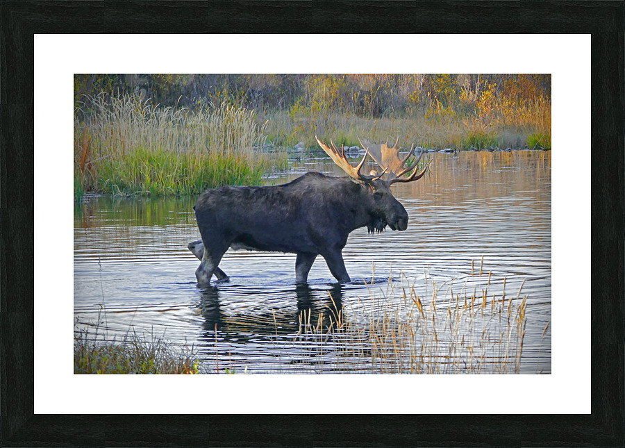 Bull moose in Wyoming Picture Frame print