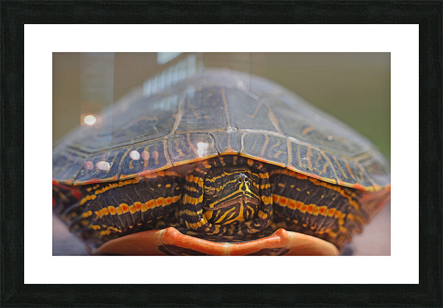 PaintedTurtle Picture Frame print