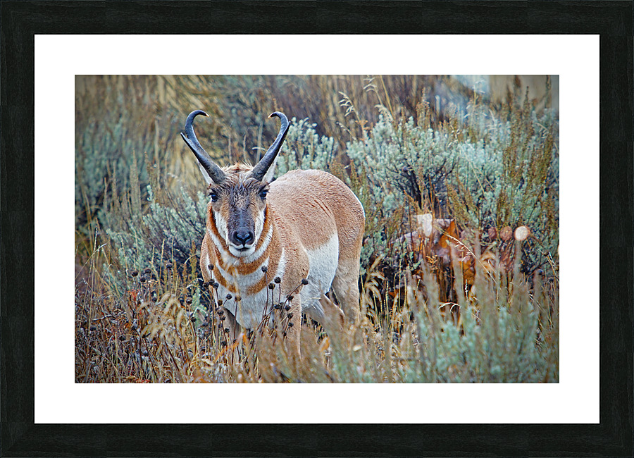 Pronghorn Antelope Picture Frame print