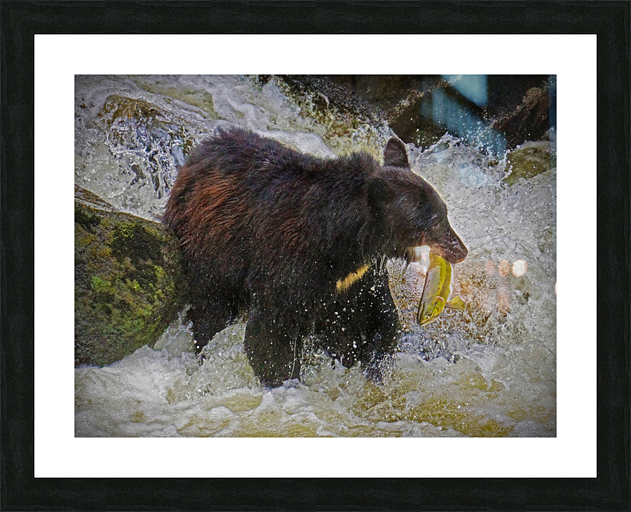 Salmon fishing Picture Frame print