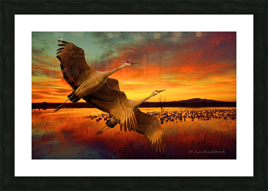 Sandhill Cranes at the Bosque Picture Frame print