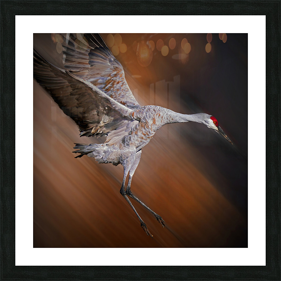 Sandhill in-flight motion Picture Frame print