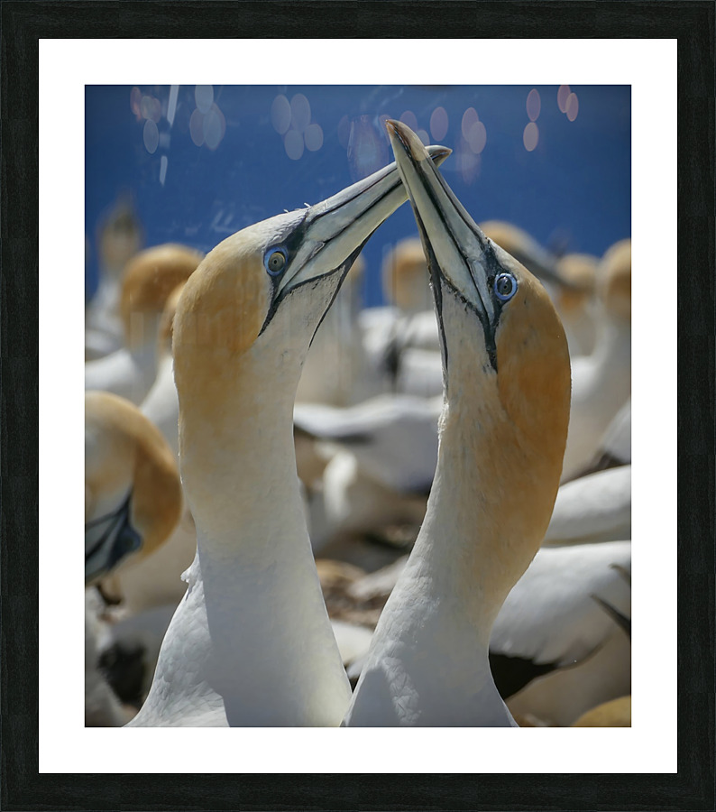 Northern Gannet Picture Frame print