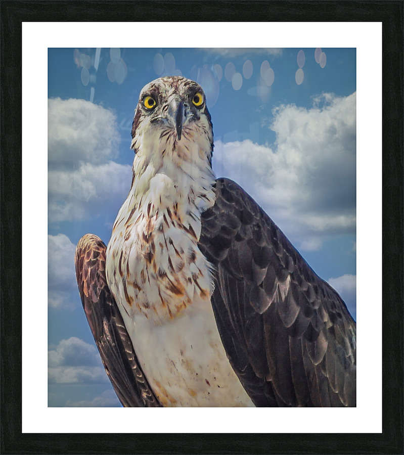 Osprey posing Picture Frame print