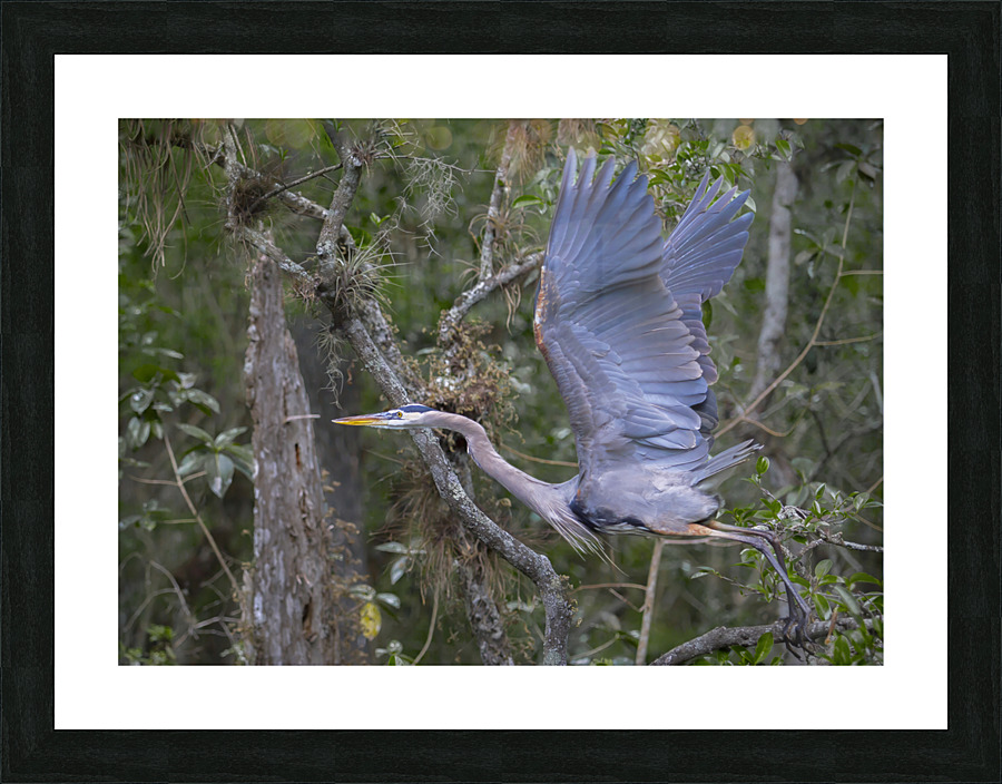 Everglades heron Picture Frame print