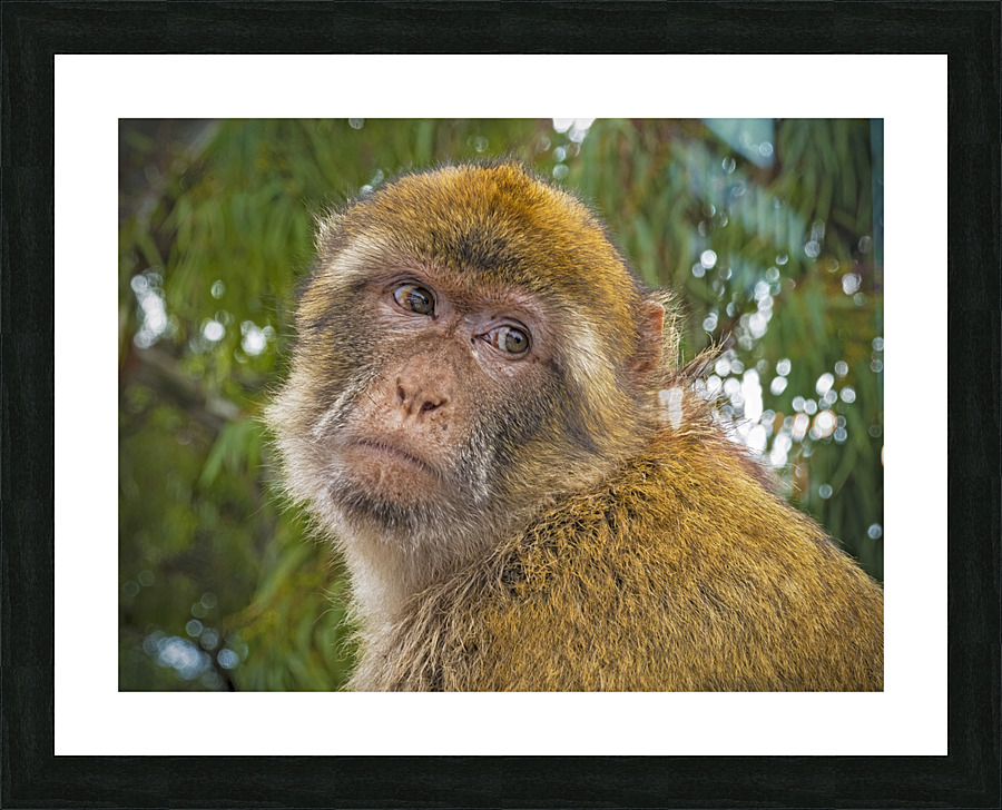 Barbary Macaques Monkey Picture Frame print