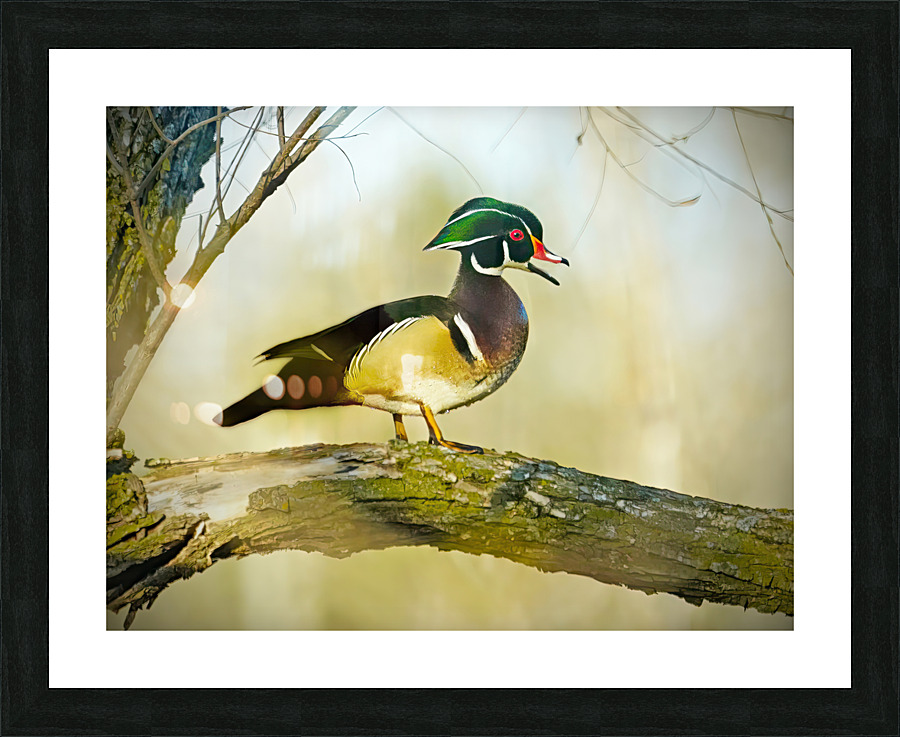 Wood duck Picture Frame print