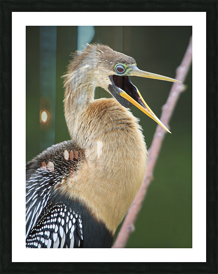 Juvenile Anhinga Picture Frame print