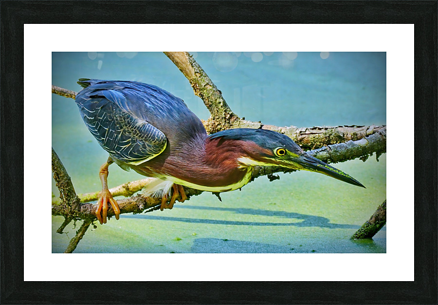  Green Heron Picture Frame print