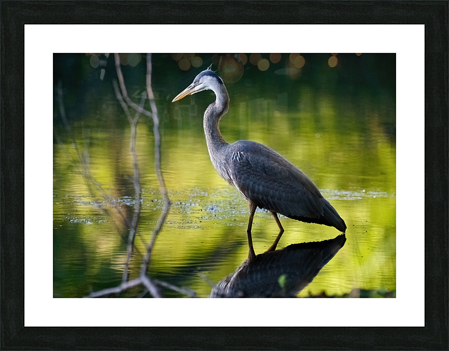 Blue Heron fishing Picture Frame print