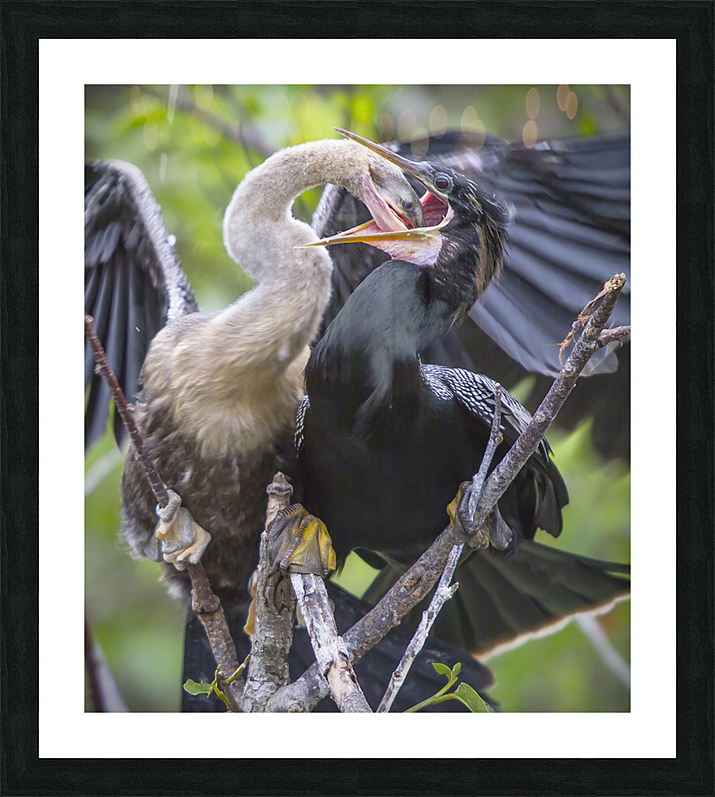Anhinga at lunch Picture Frame print