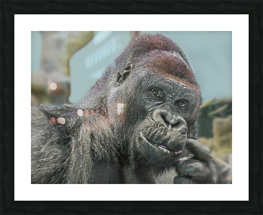 Gorilla Picture Frame print