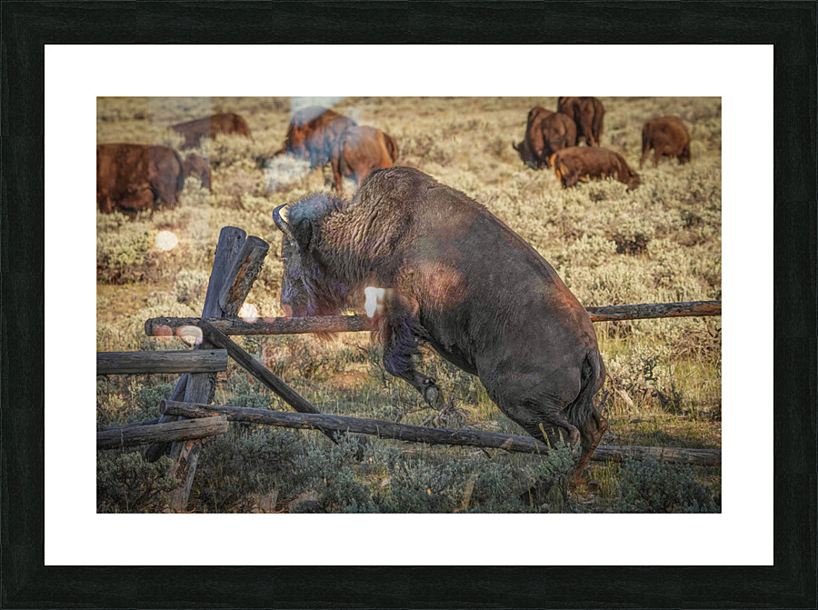Bison leaping Picture Frame print