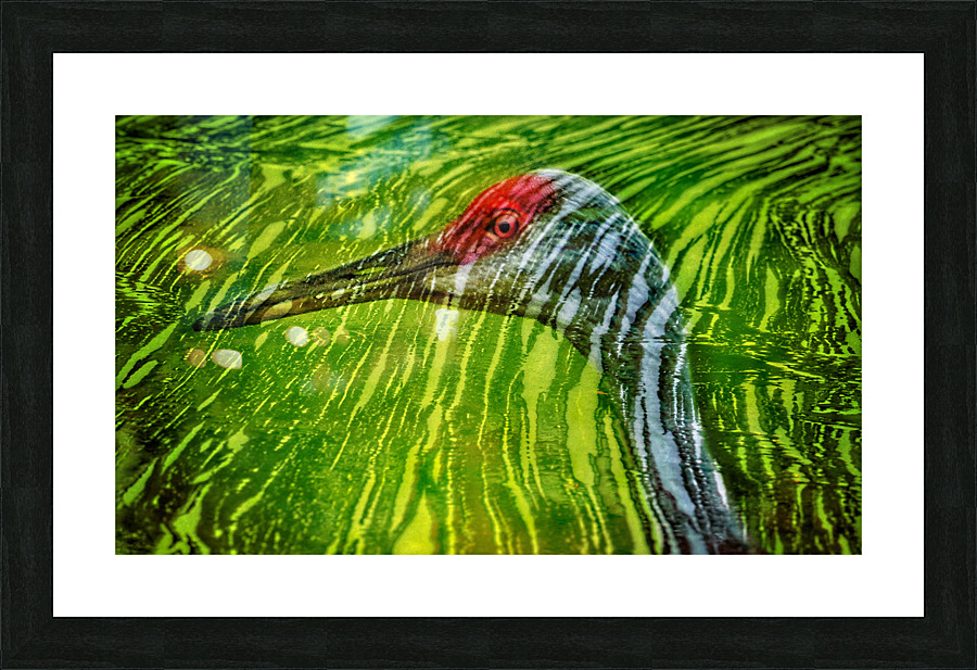  Reflections of sandhill crane  Picture Frame print