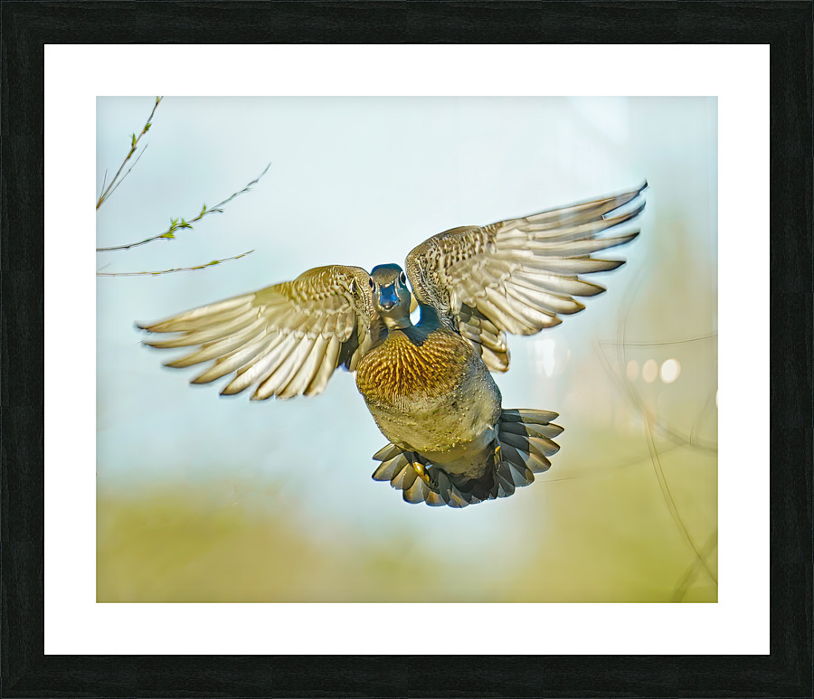 Colorful Wood duck landing Picture Frame print