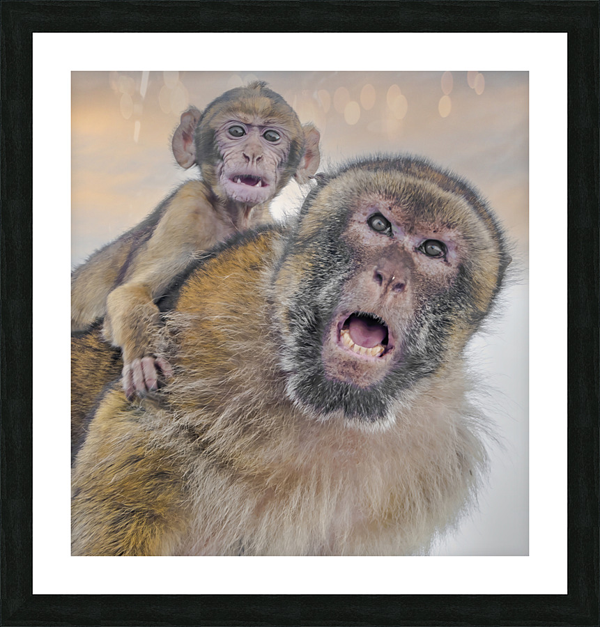  Barbary Macaques Monkey Frame print