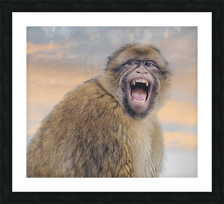  Barbary Macaques Monkey Picture Frame print
