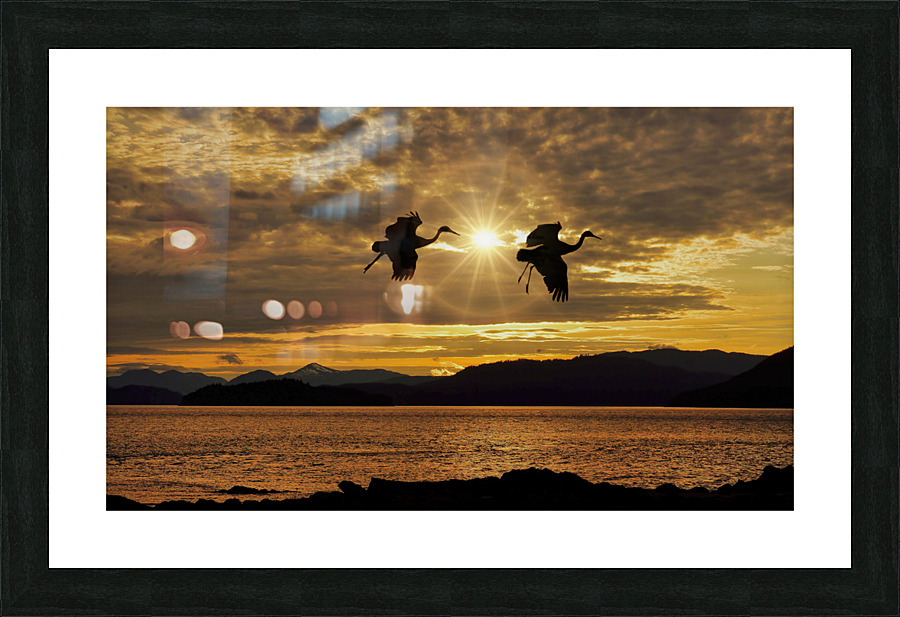 Sandhill cranes over Alaska Picture Frame print