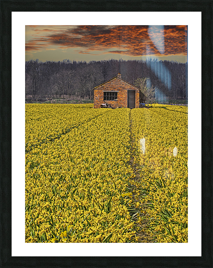Flourishing fields of flowers Holland Picture Frame print