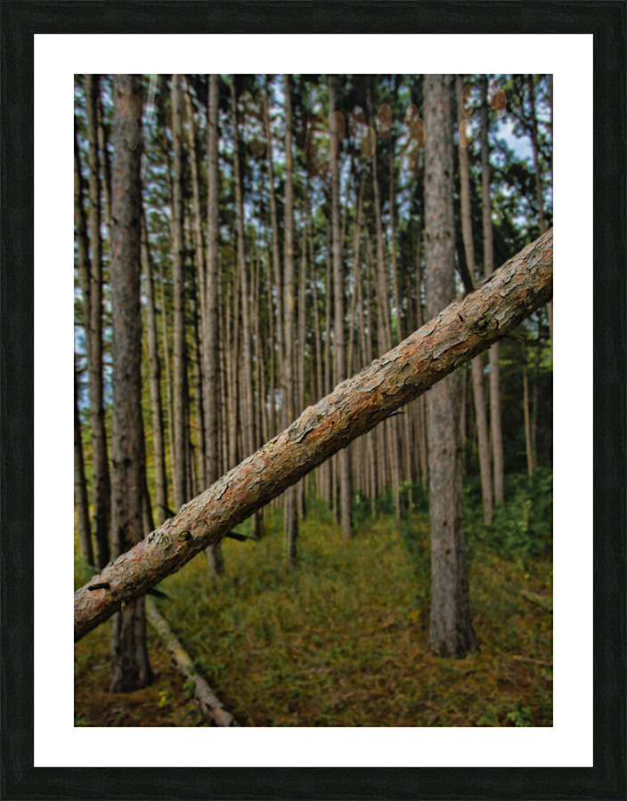 Stand of Pines Picture Frame print