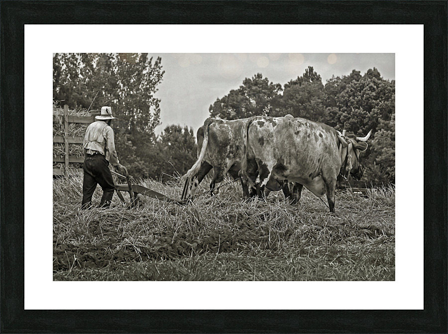 Farming with Oxen  Picture Frame print