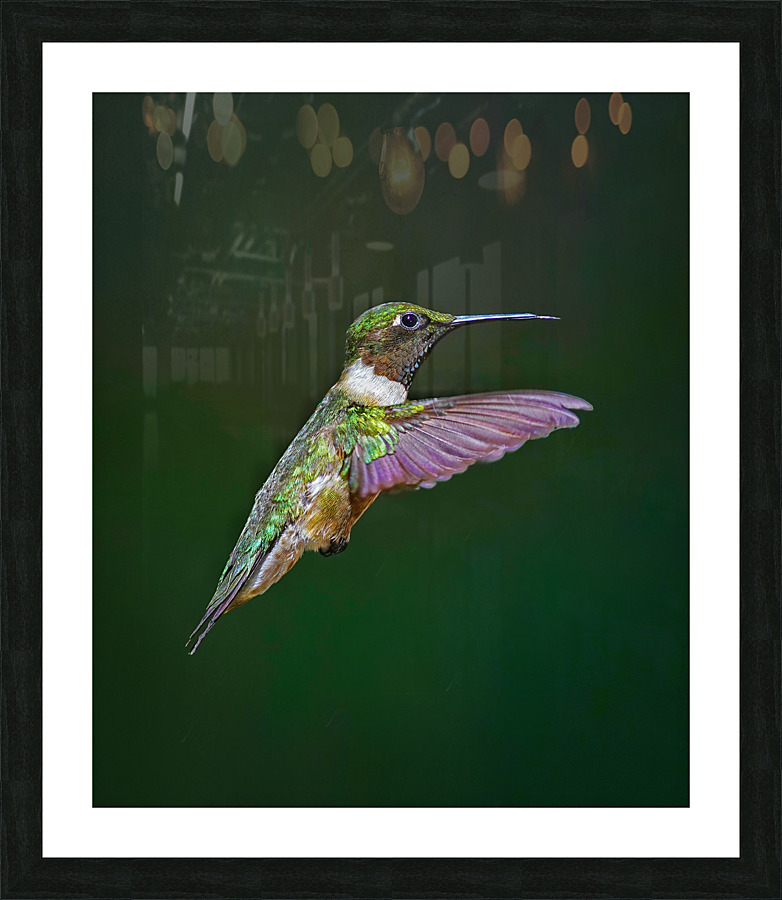 Ruby-throated hummingbird Picture Frame print