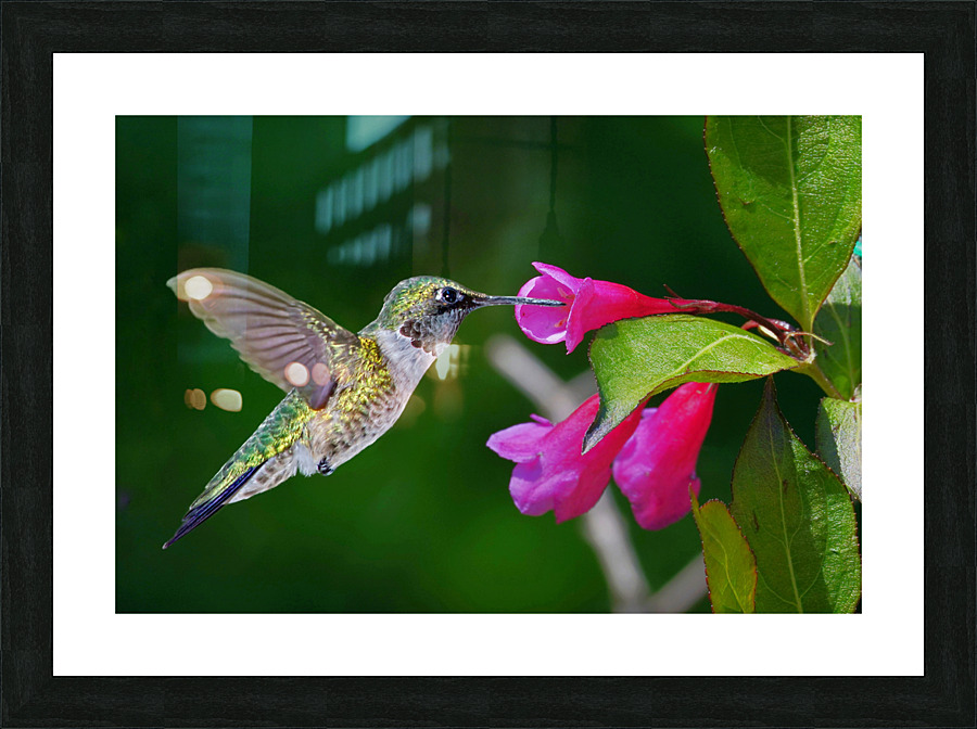 Hummer on flower Picture Frame print