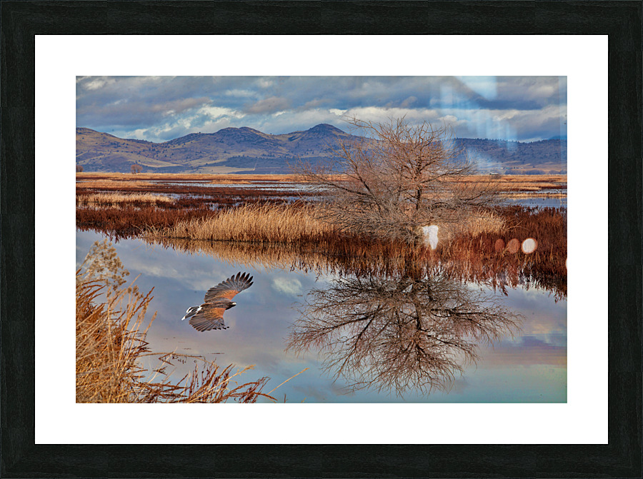  Klamath Refuge Hawk Picture Frame print