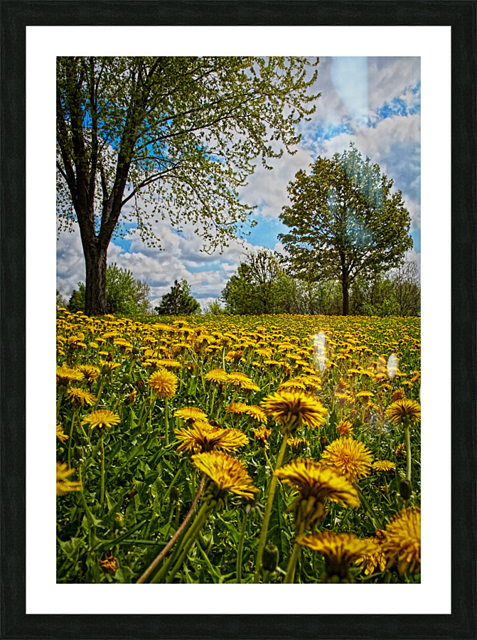 A crowd of dandelion Picture Frame print