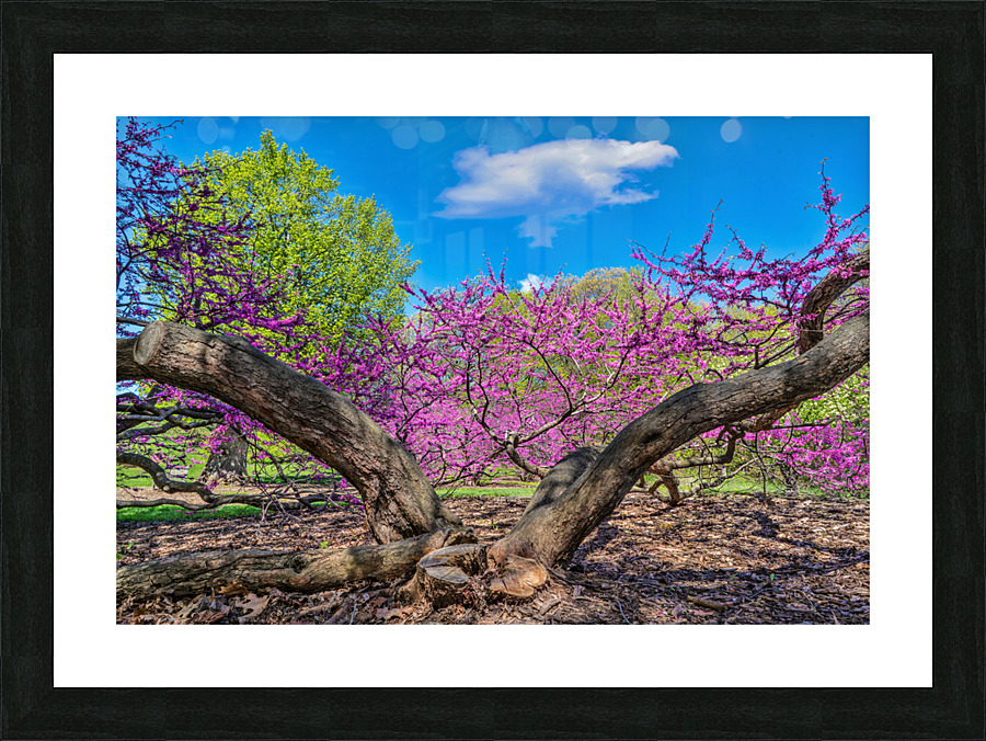 Eastern Redbud Picture Frame print