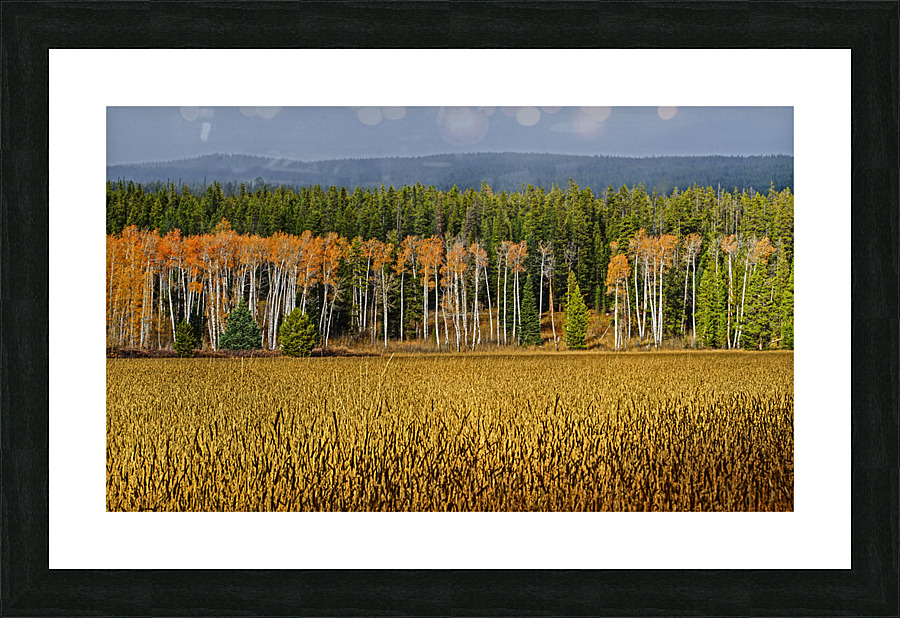 Aspen on display Picture Frame print