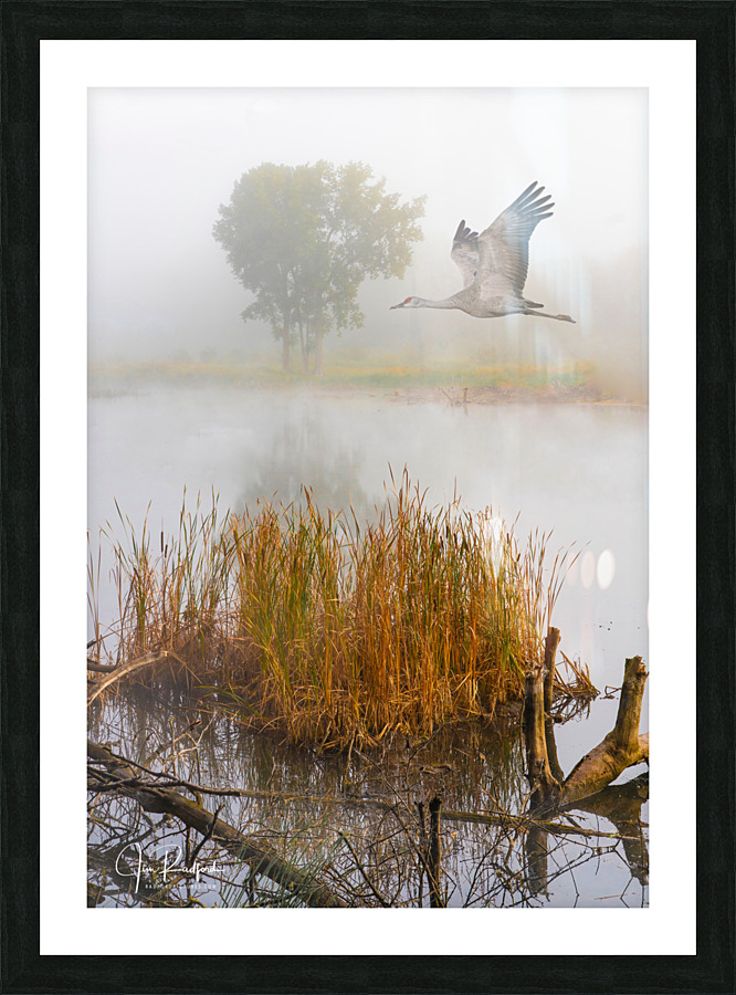 Crane over inland waters  Picture Frame print