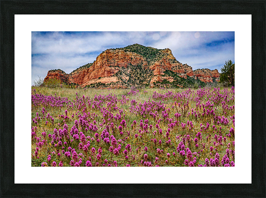 Owls Clover in Sedona Picture Frame print
