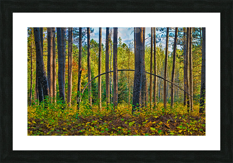 Bent tree in the forest  Picture Frame print