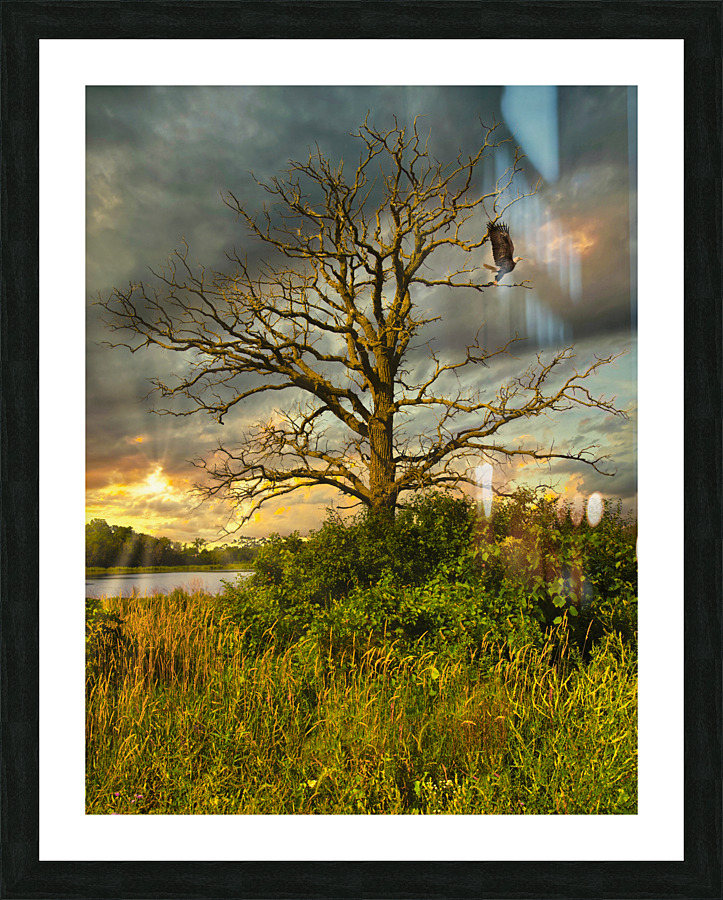 The eagle has landed Picture Frame print