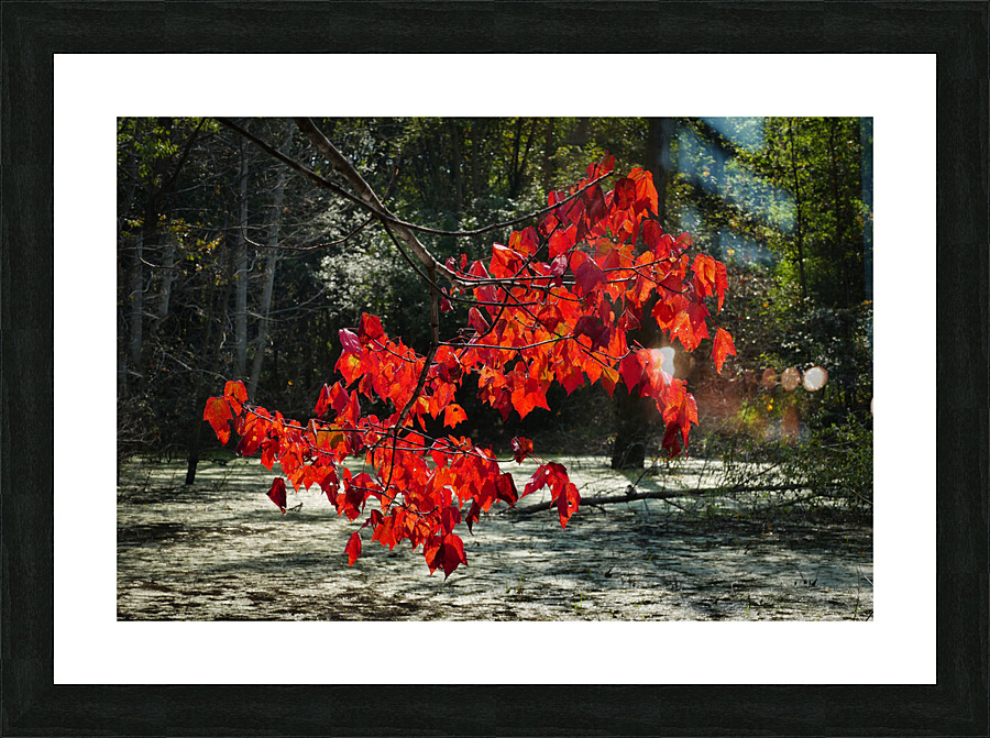   Fall Color in Lutsen Picture Frame print