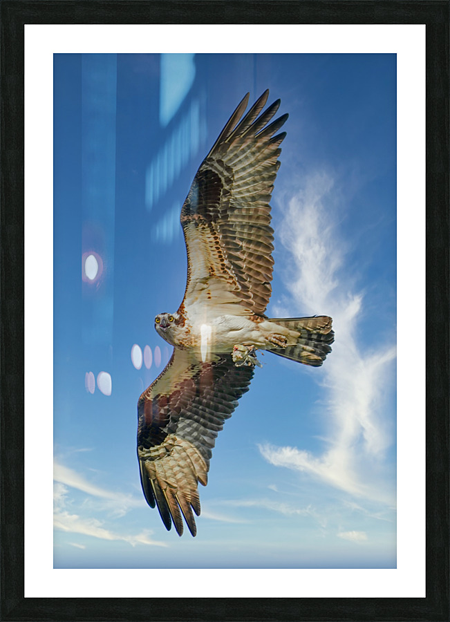 Big wing osprey Picture Frame print