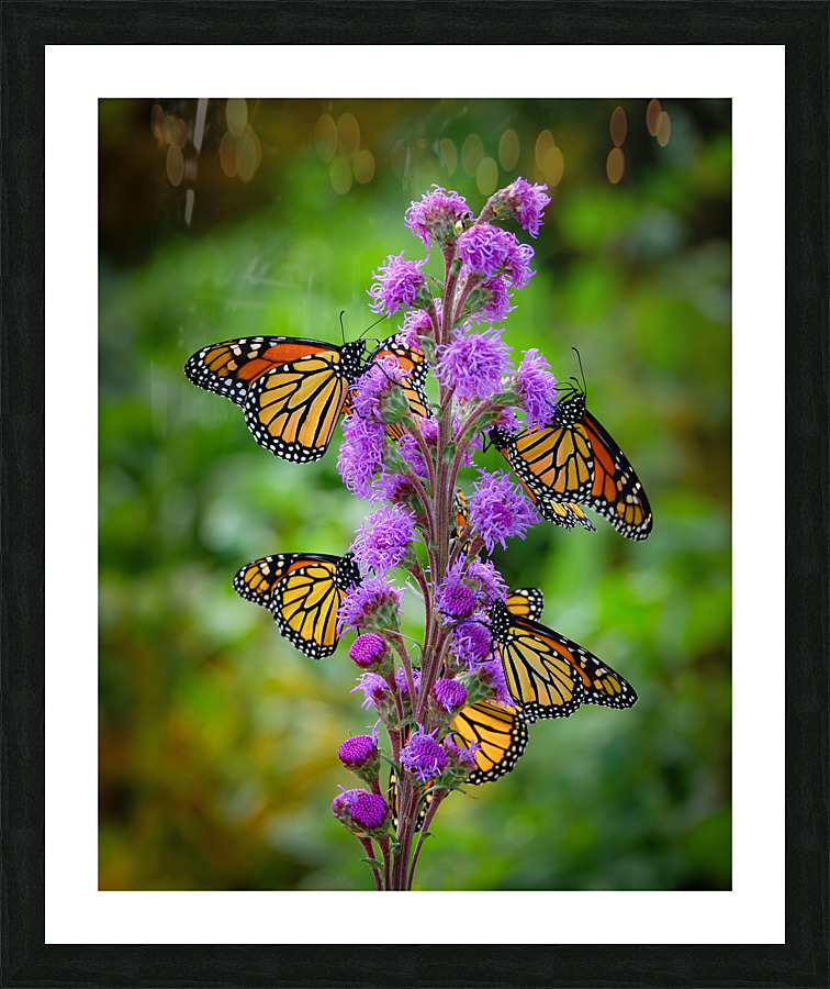 Monarch on Blazing Star Picture Frame print