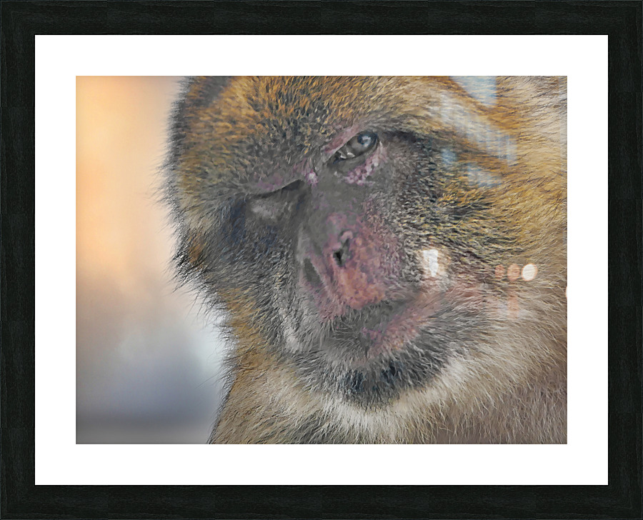 Barbary Macaques monkey Picture Frame print