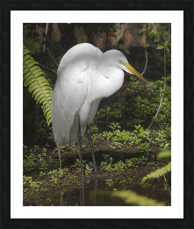 Egret in the Everglades Picture Frame print