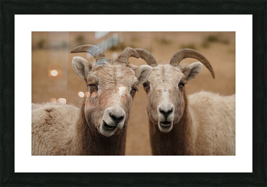 Dual big horns Picture Frame print