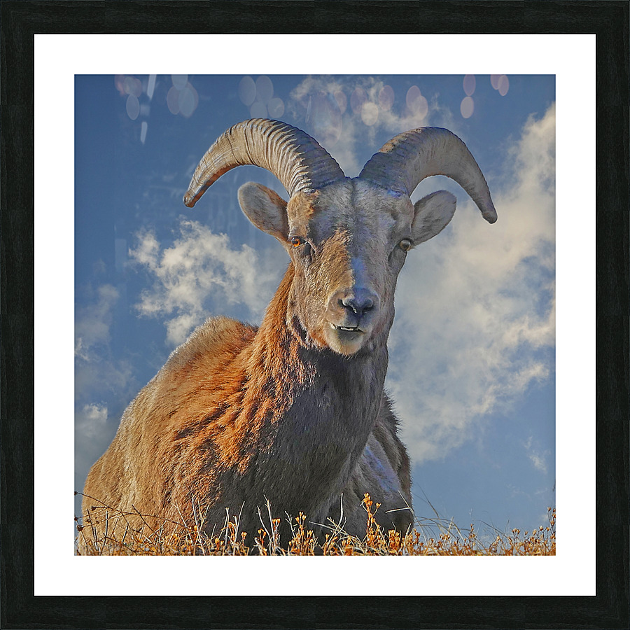 Bighorn Sheep grazing Frame print