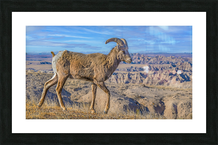 Badlands bighorn sheep Picture Frame print