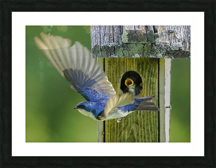 Tree swallow home Picture Frame print