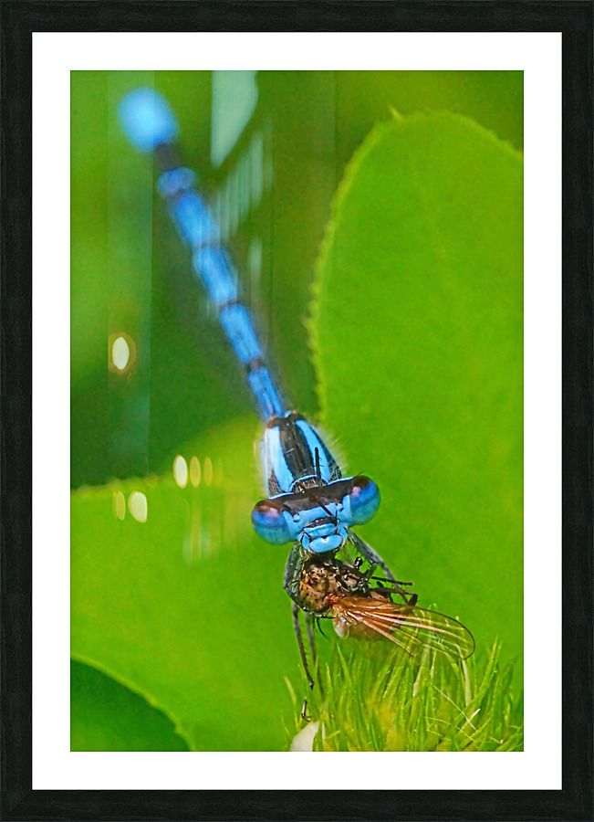 Damselfly and bee Picture Frame print