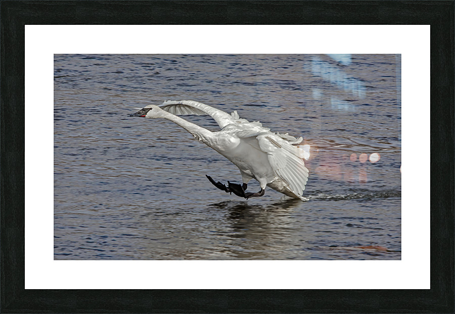 Three point landing  Picture Frame print